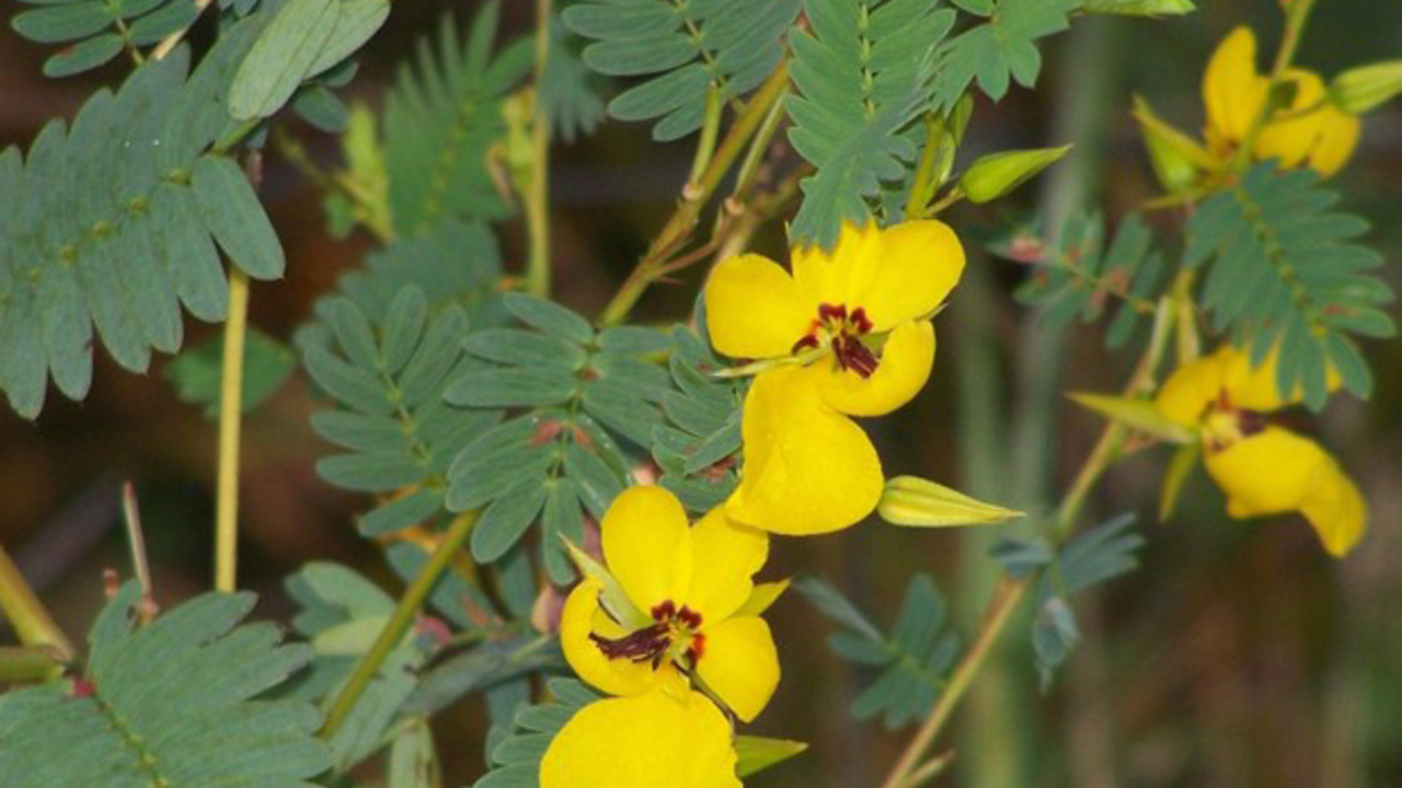 Yellow wildflowers bloom among feathery green leaves.