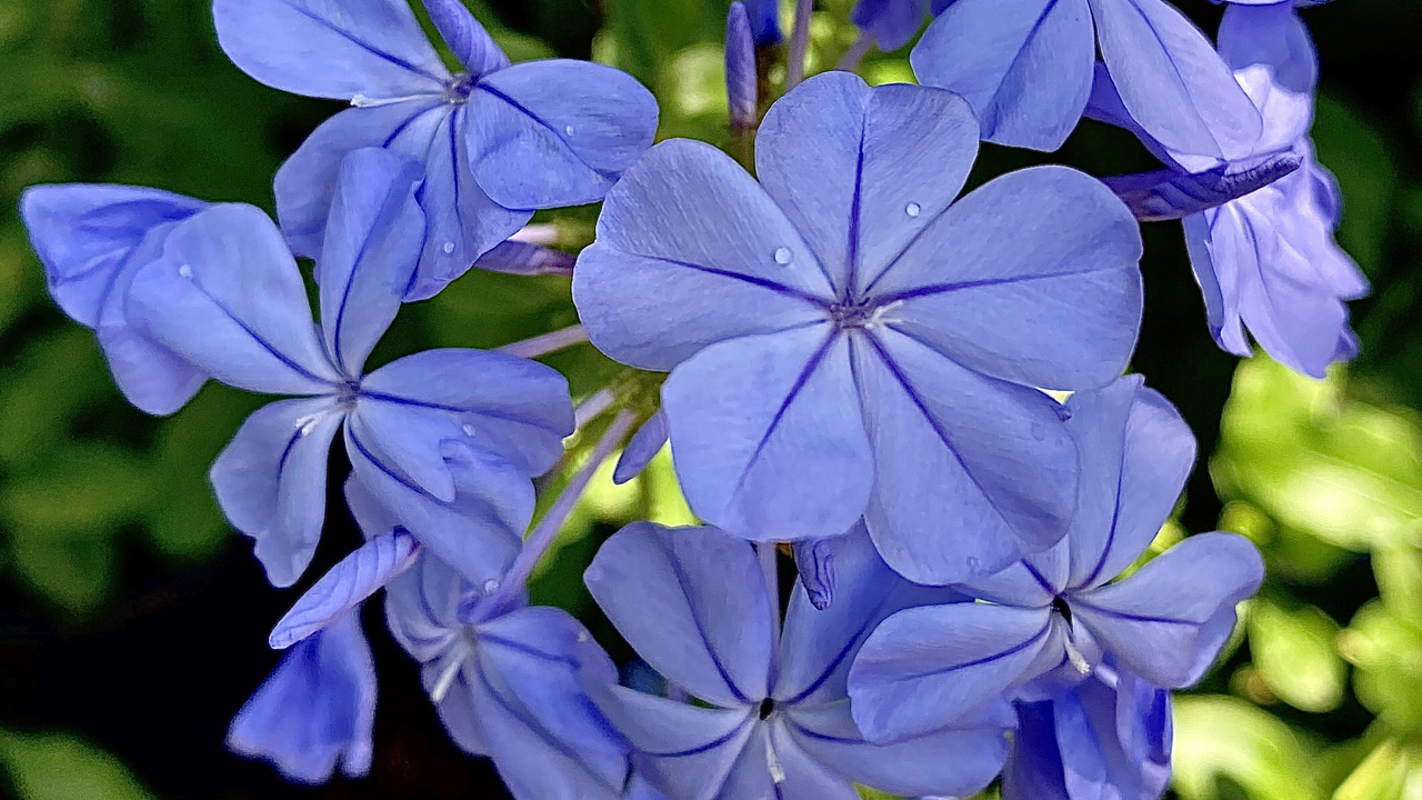 A cluster of blue flowers. Each has five petals. 