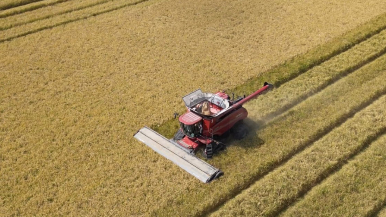 Two rice harvesting machines move through a rice field. 