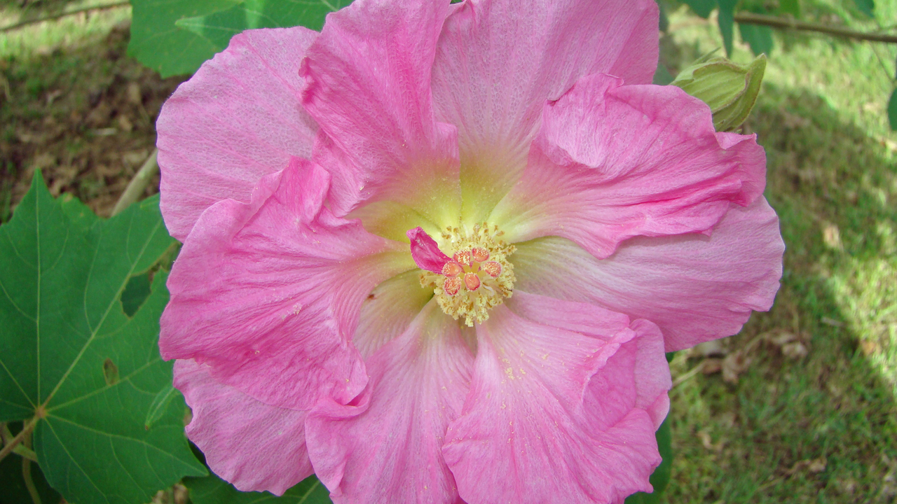 A large pink flower blooms against green leaves.