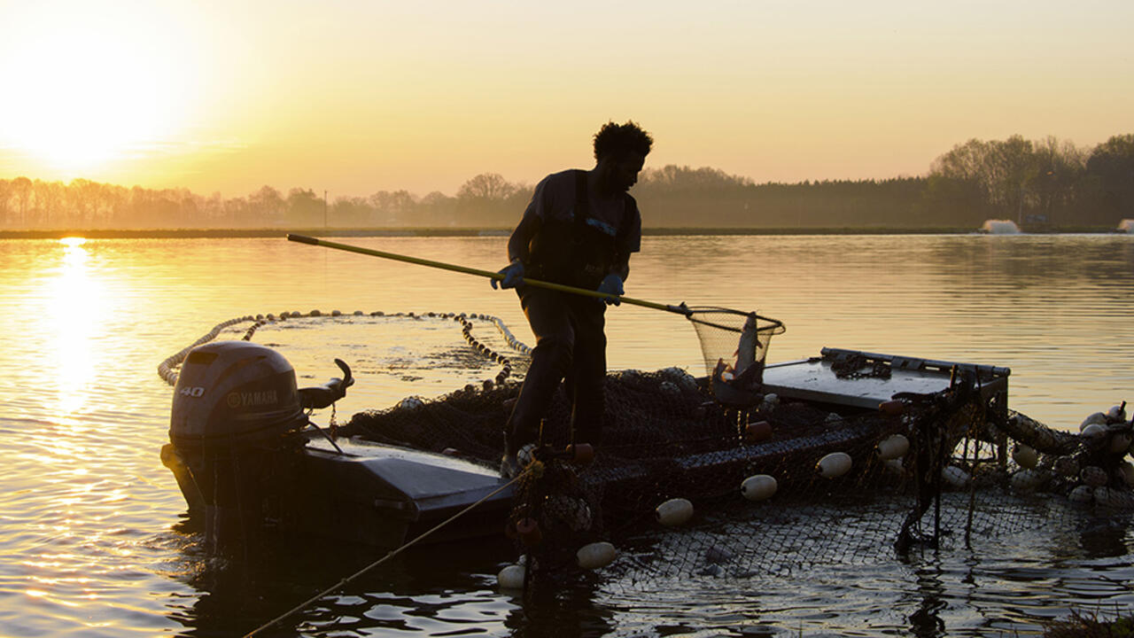 man standing in a motorboat using a large fishing net to catch catfish against an orange sunrise 