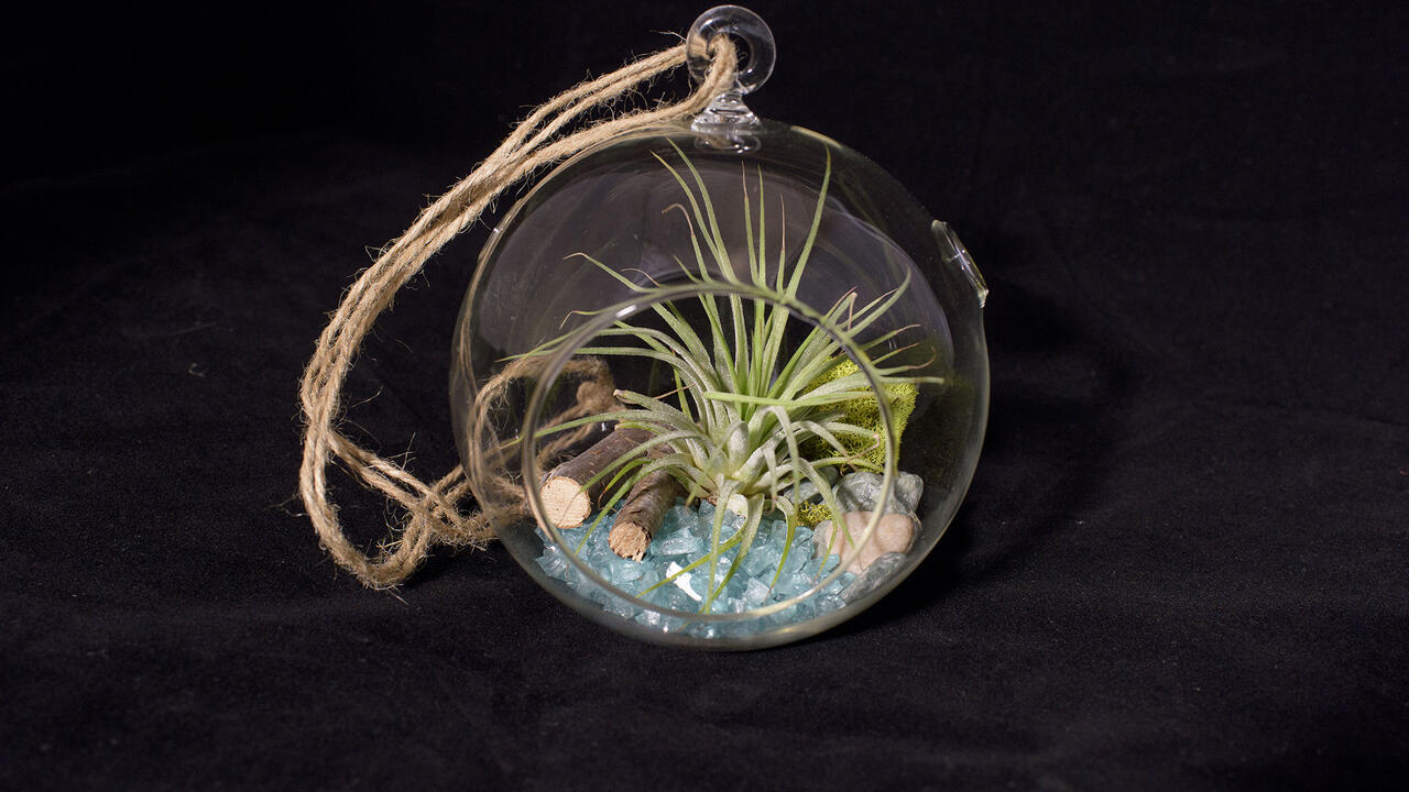 An air plant terrarium is a hollow, vented glass container with decorative sand and pebbles, twigs or driftwood, moss, and a dusty green tillandsia plant, also called an air plant. 