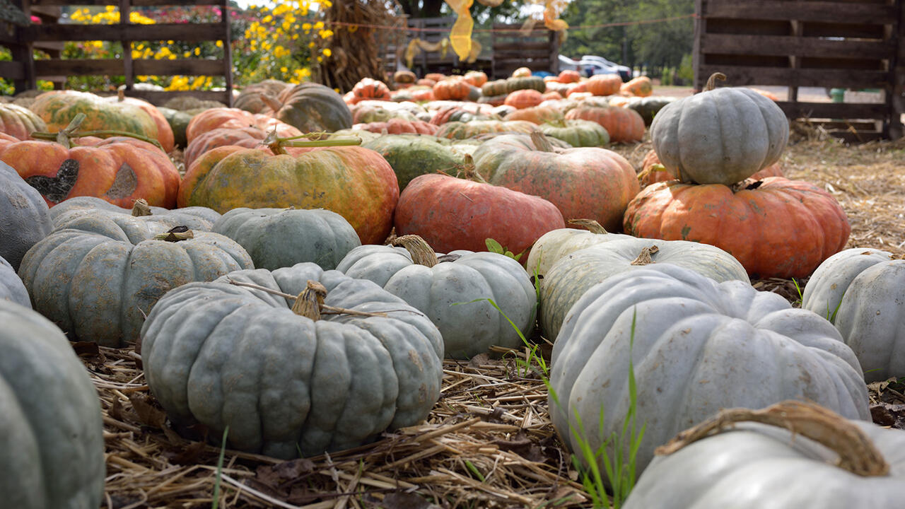Sage green, bright orange, and golden Cinderella pumpkins line a hay-covered walkway at a pumpkin patch.