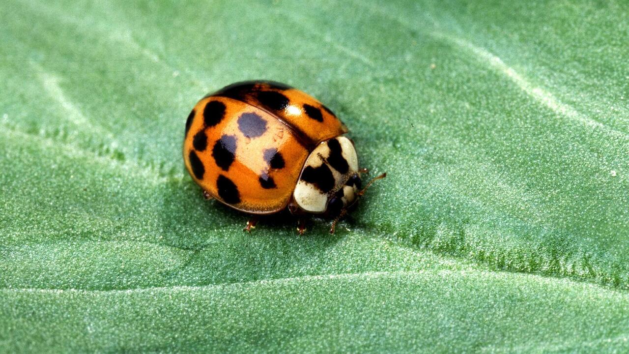 Asian Lady Beetle