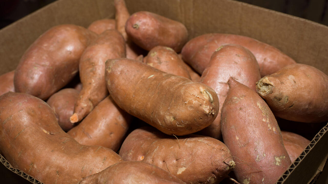 Multiple sweet potatoes in a box.