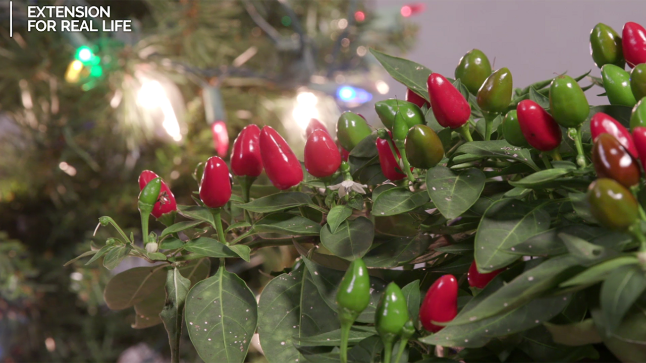 Bright red and green ornamental peppers stand out against a background of green leaves and a small Christmas tree with multicolored lights. 