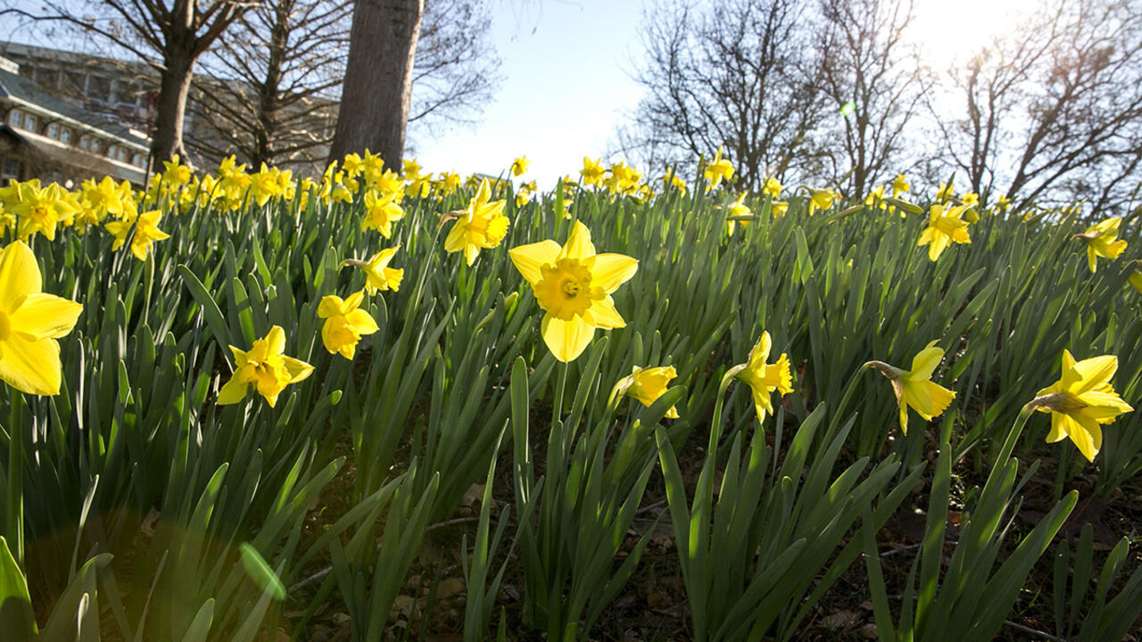 Blooming, yellow daffodils in the sunshine.