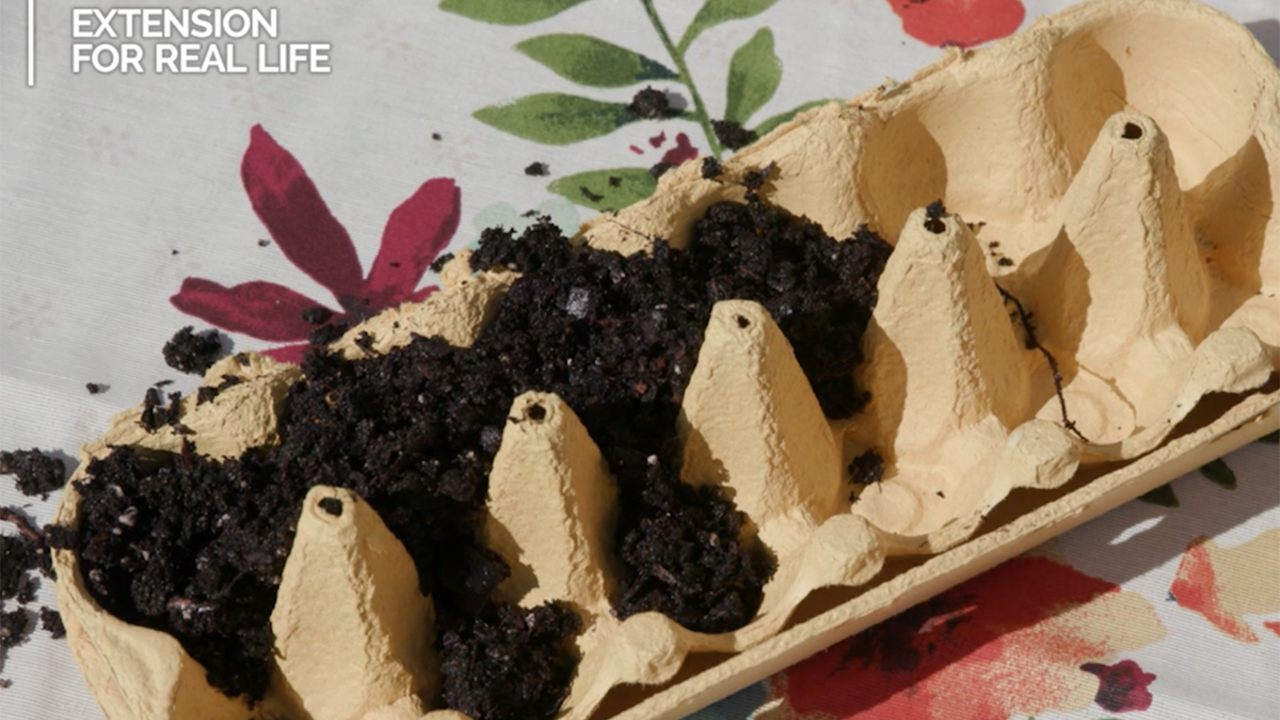 A tan-colored cardboard egg carton partially filled with potting soil on top of a floral tablecloth.