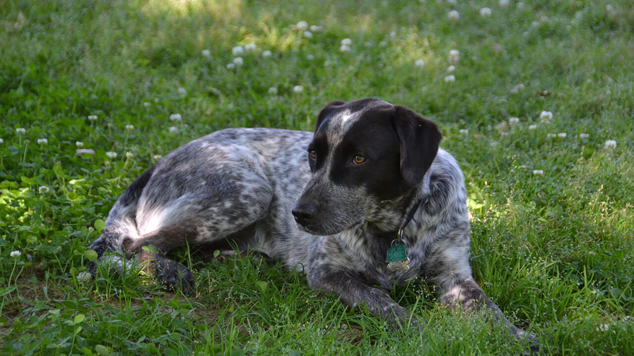A medium-sized black and white dog lies on green grass.