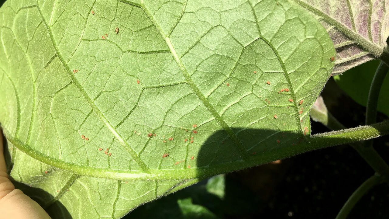 Tiny brown insects scattered across the underside of a green eggplant leaf.