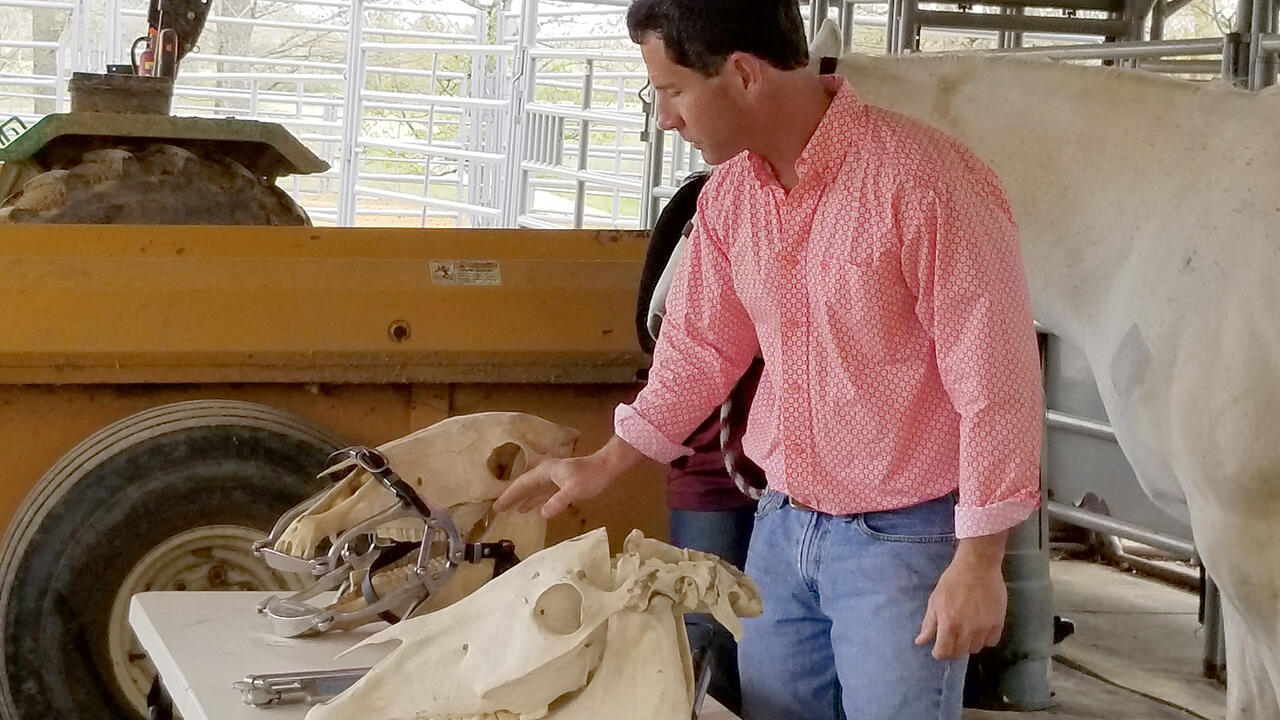 A man stands behind a table while demonstrating equine dental equipment on two horse skulls.