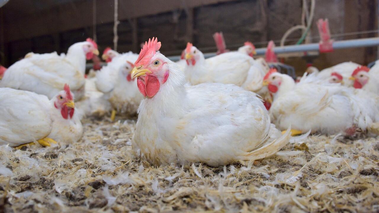 A white chicken sits on the ground in a poultry house.