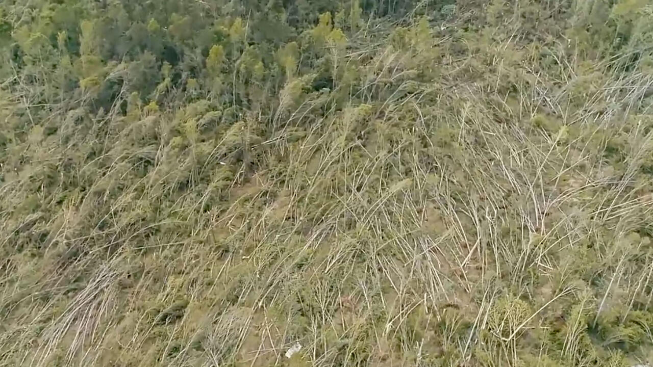 An overhead view of trees damaged by tornadoes.