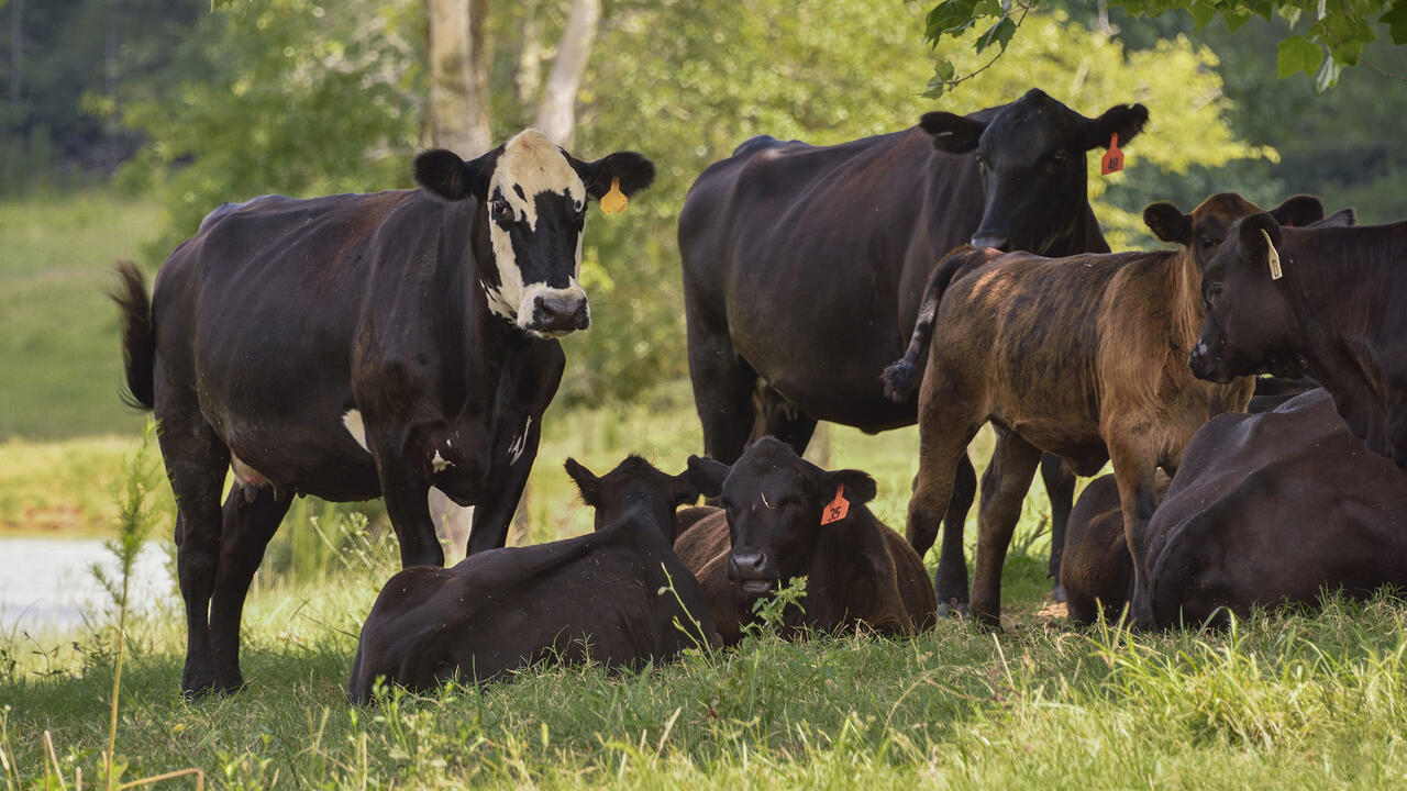 Beef cows in a field