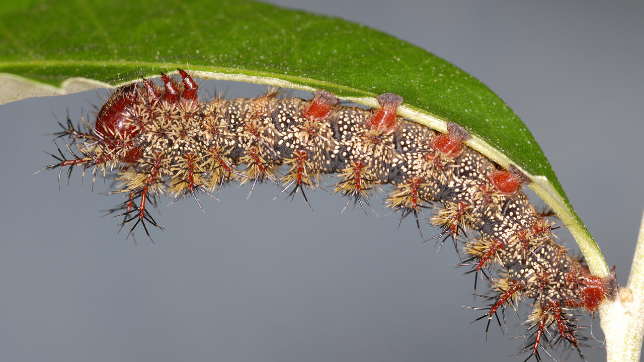 A gray caterpillar covered in tiny brown spines hangs upside down on a green leaf.