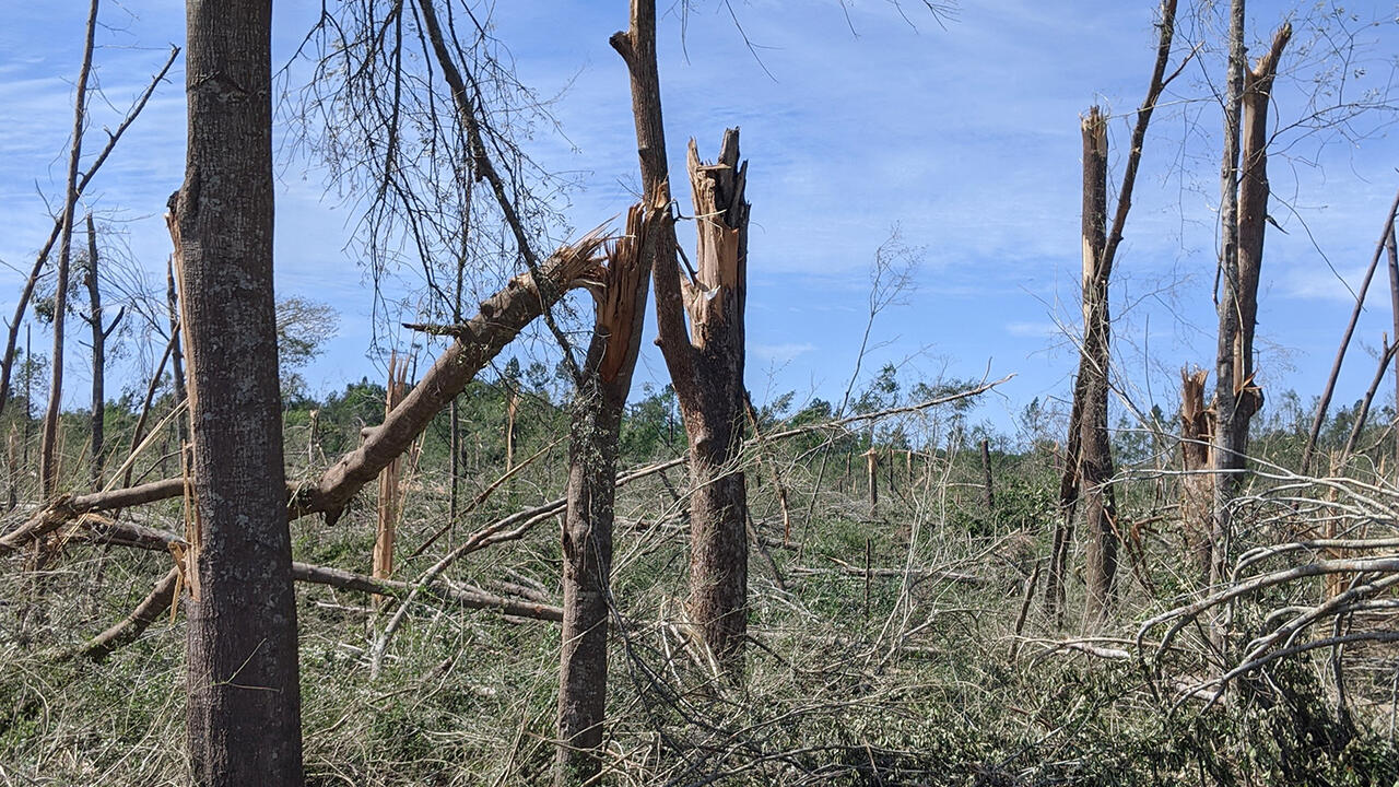 A twisted piece of metal lies mangled among broken and downed trees.