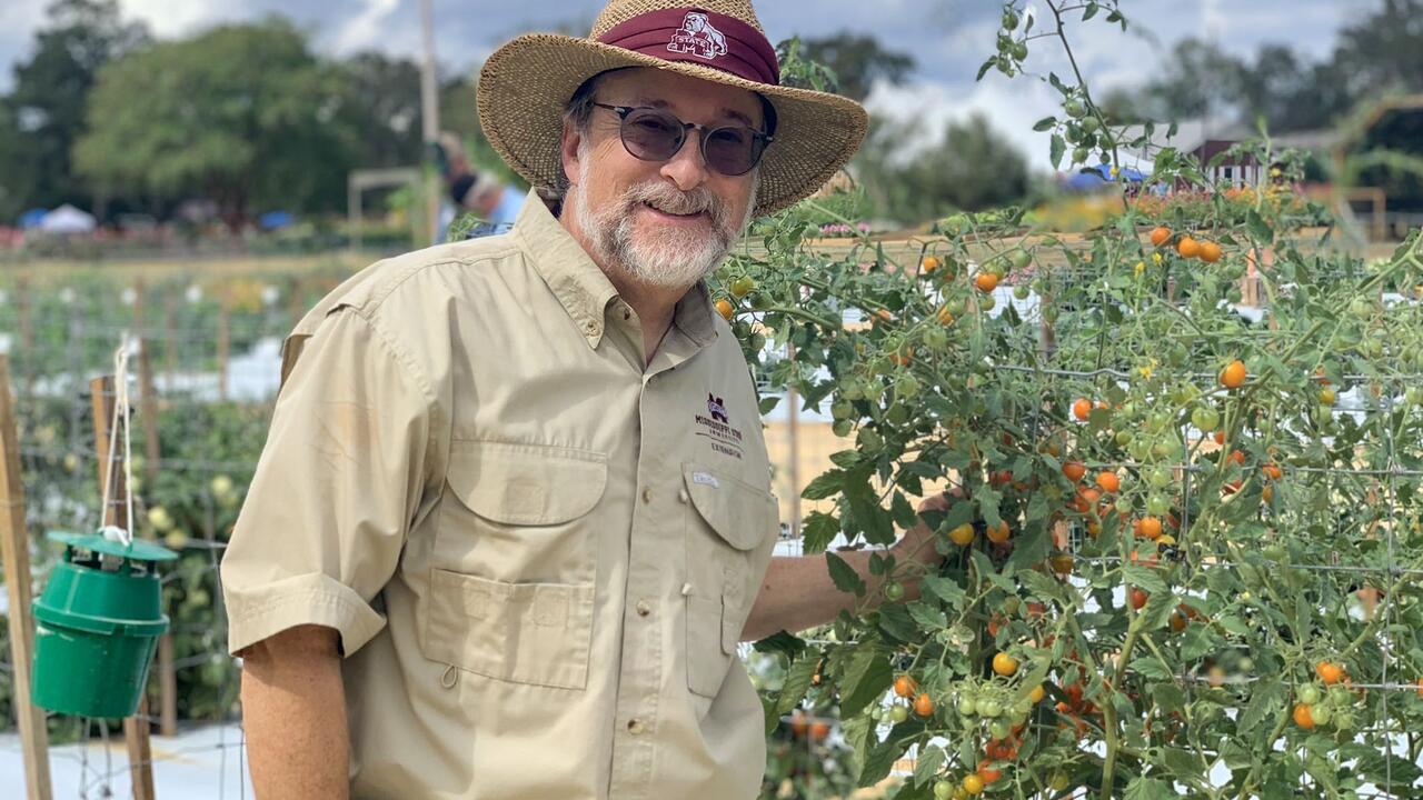 A man in a hat stands next to a bush covered in tomatoes growing inside a wire frame.