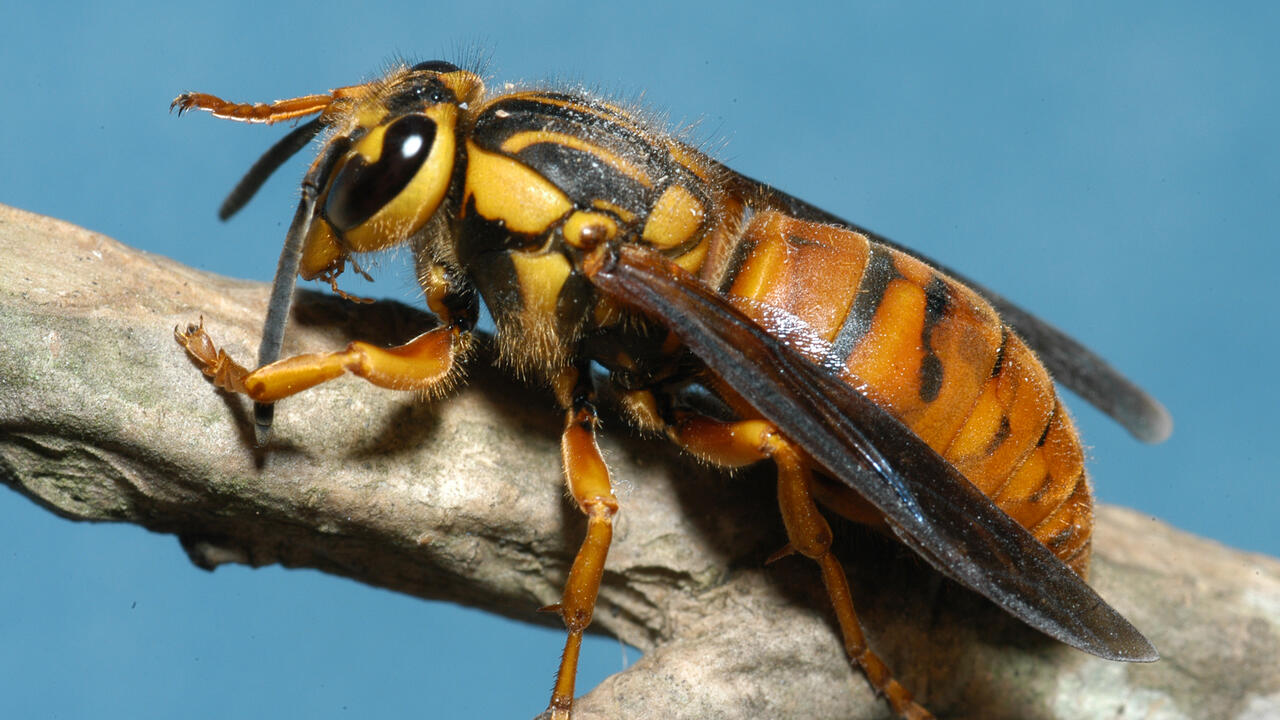 A closeup of a Southern yellowjacket queen.