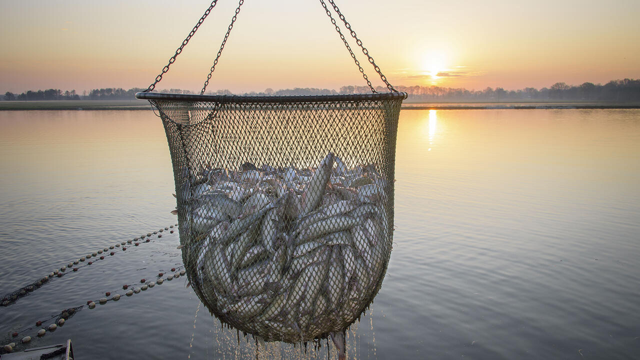 A basket of catfish hovers above a pond and against a sunset background.