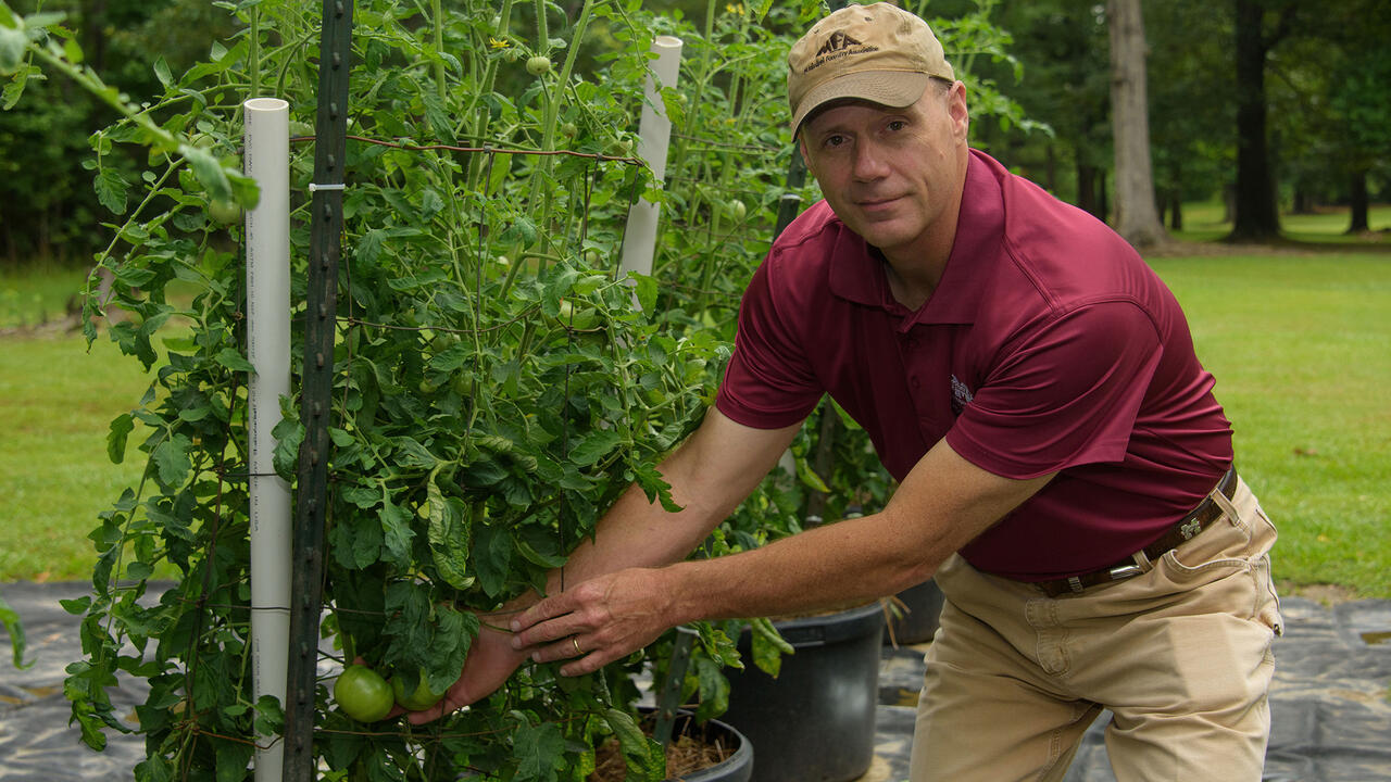 A man wearing a baseball cap reaches toward a green tomato growing on a large, caged plant.