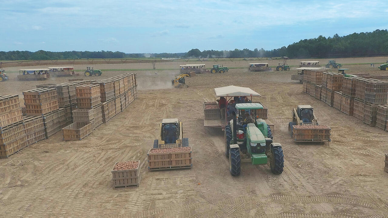 Overhead shot of a field with tractors and sweet potatoes in wooden bins.