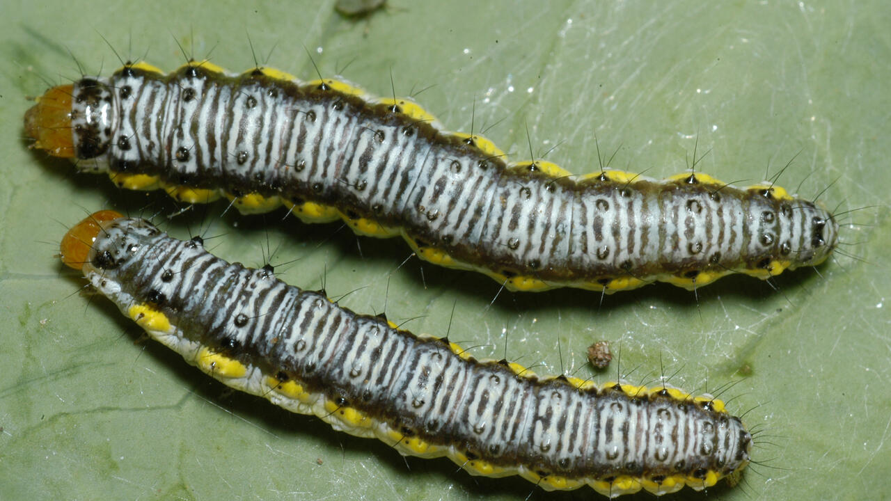 Two caterpillars with white, black and yellow markings sit side by side on a leaf.