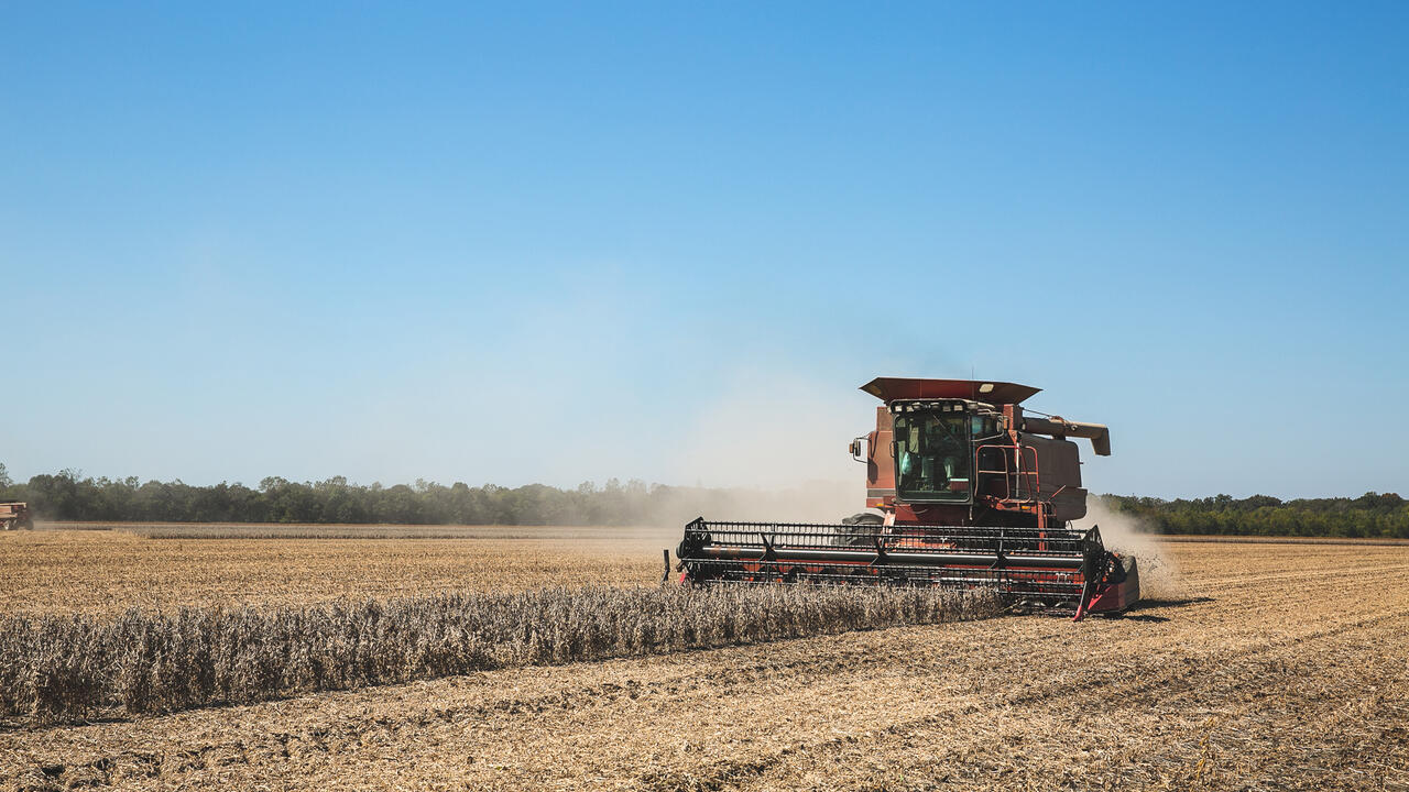 Combine picks soybeans in a field.