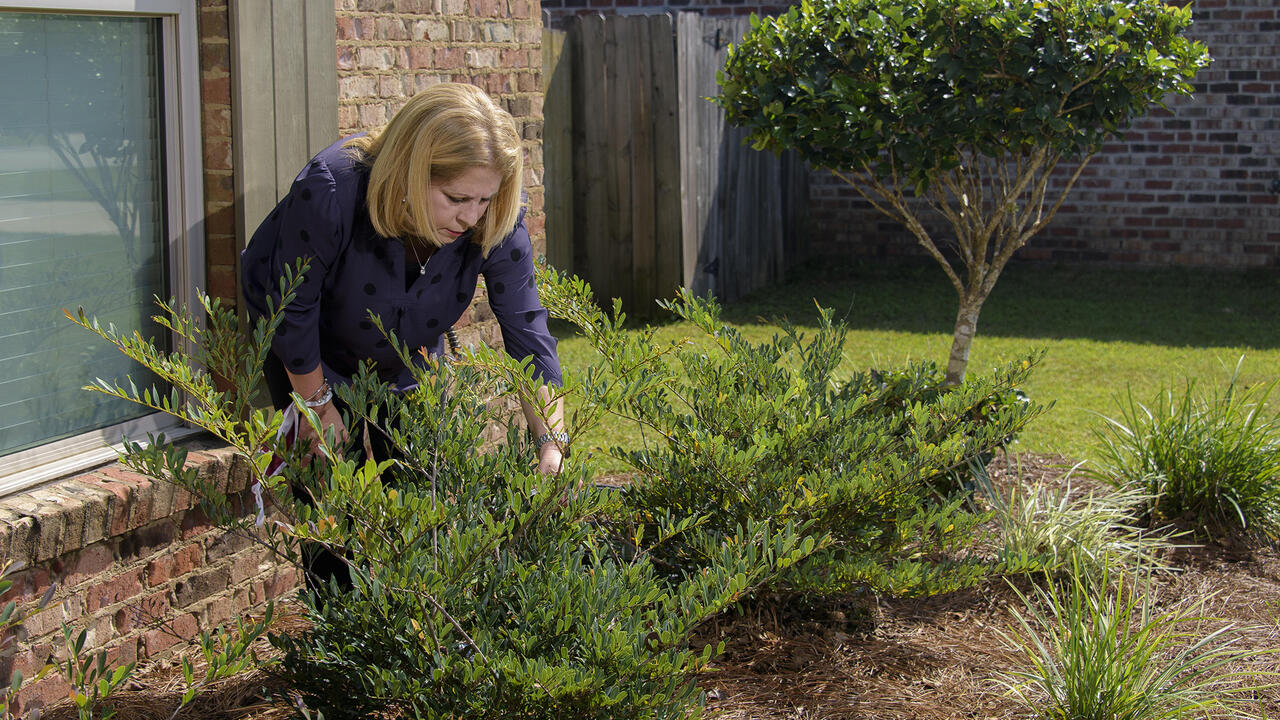 A woman leans over a bush growing in a bed outside a house.