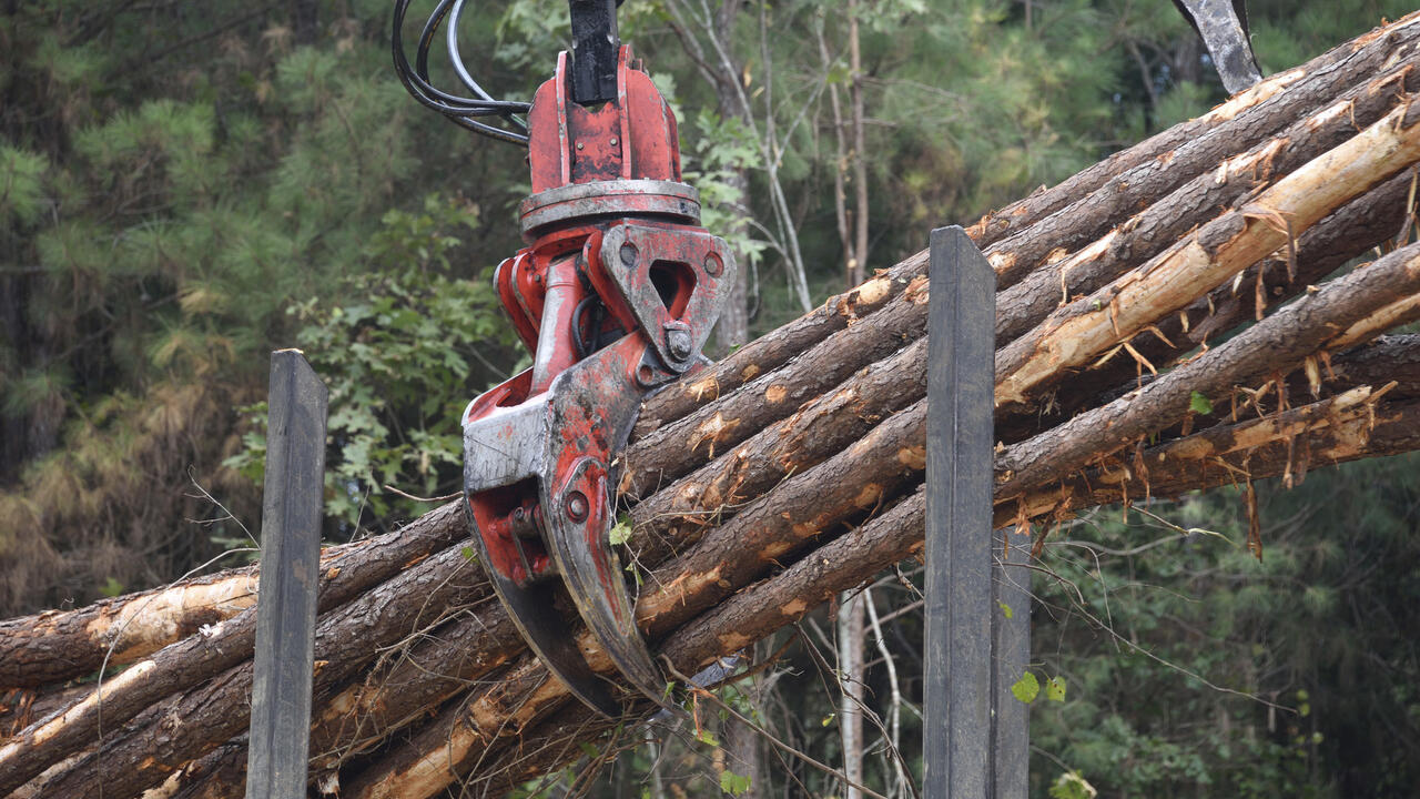 Logging tongs bundle timber.