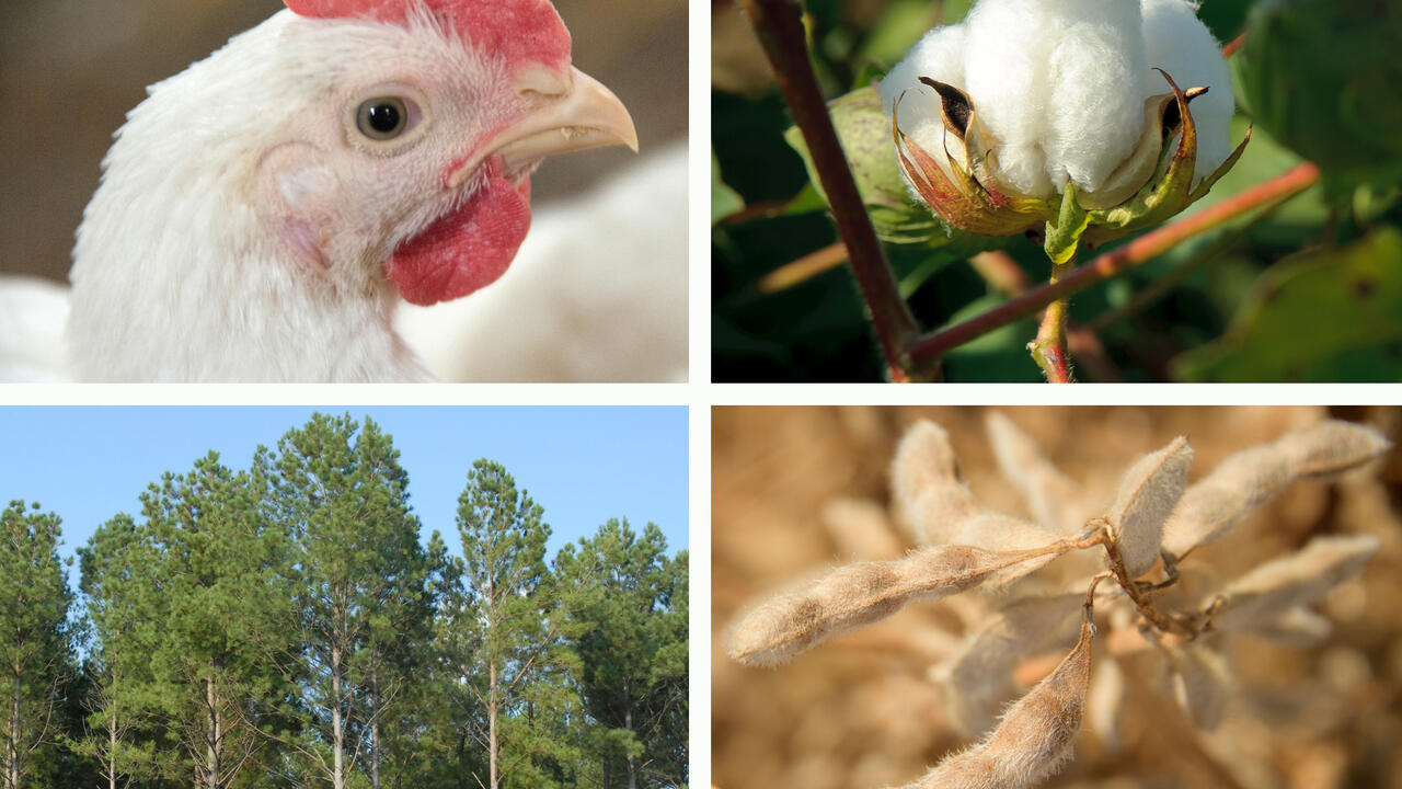 Four panels display a chicken, a cotton boll, a timber stand and a dried soybean plant.