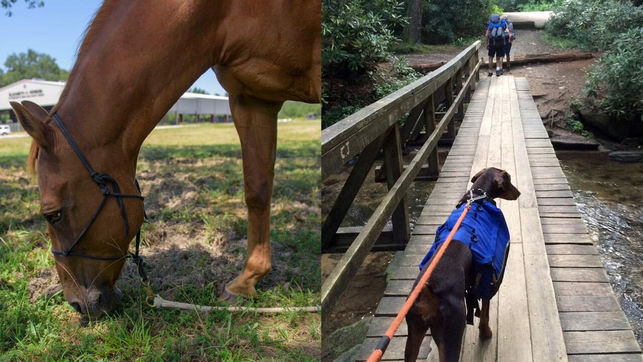 Side-by-side composite of horse grazing and a dog on a leash walking on a bridge.