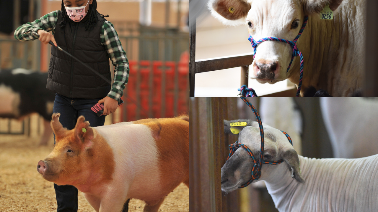 Young girl holding a show stick with a pig.