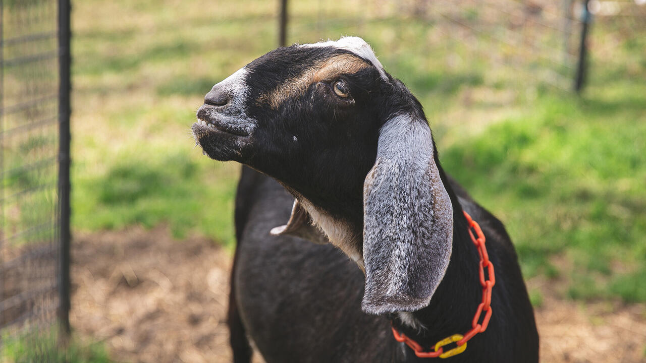A goat stands in front of a fence.