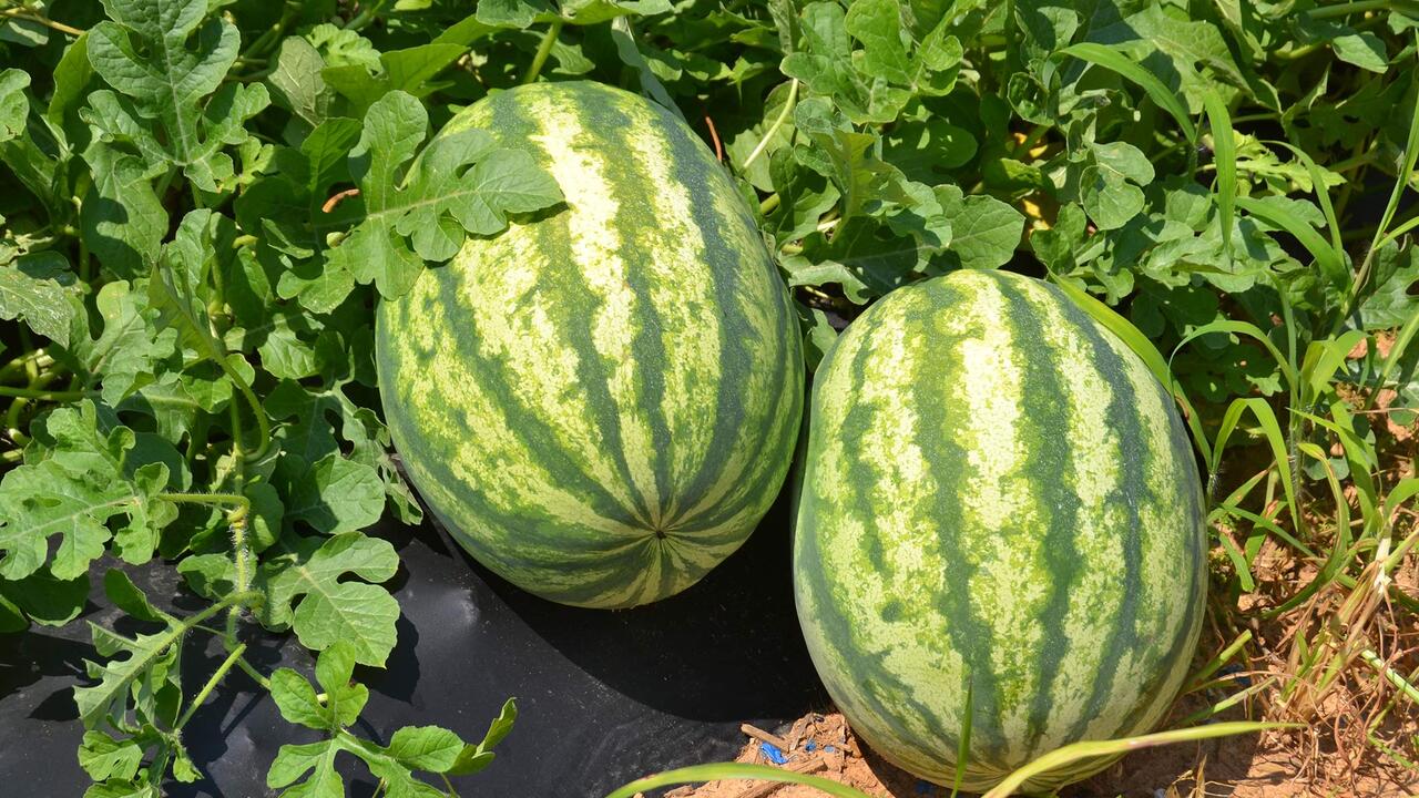 Two watermelons on the vine.