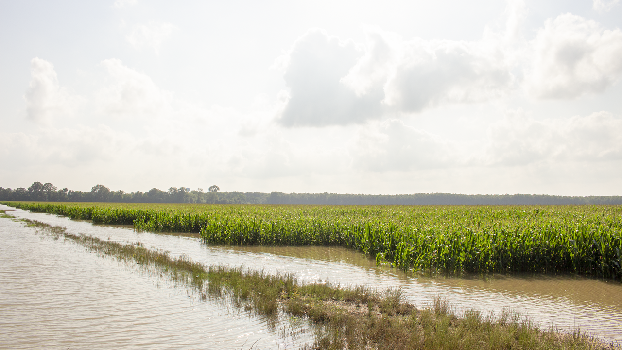 Water stands in a corn field