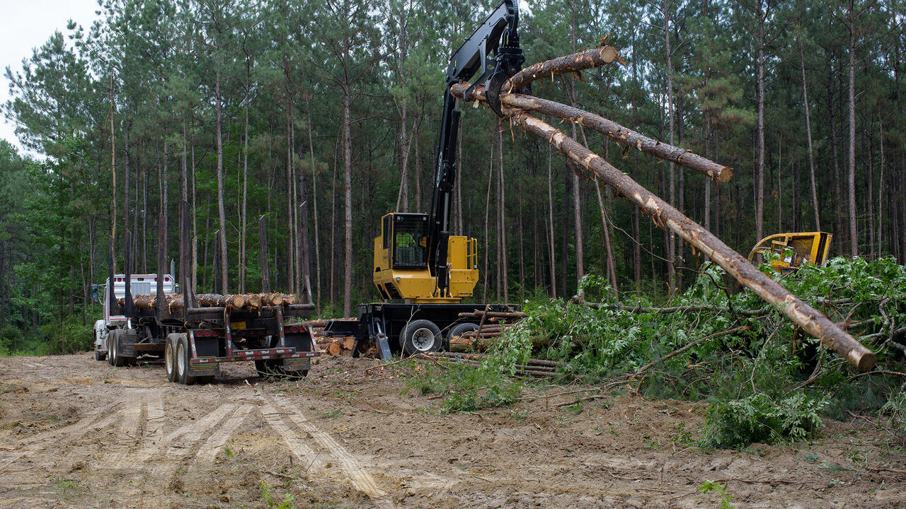A large, yellow machine lifts downed trees to load onto a log truck.