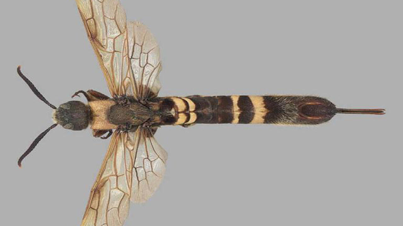 A photo of a female Asian horntail wasp.