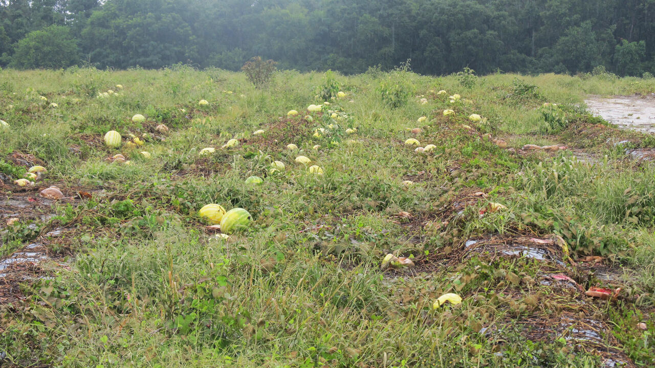 Ruined watermelons lie in a muddy field.