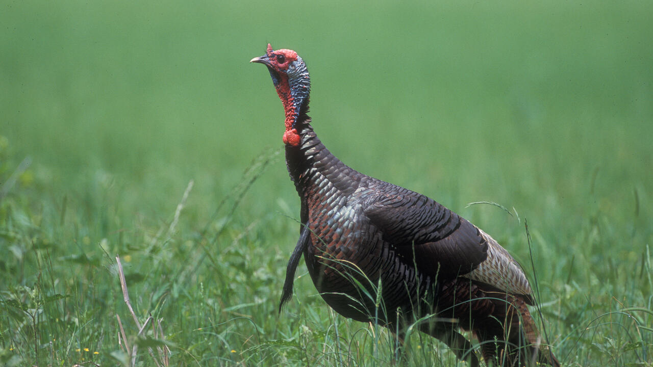 An adult male turkey is in a field.