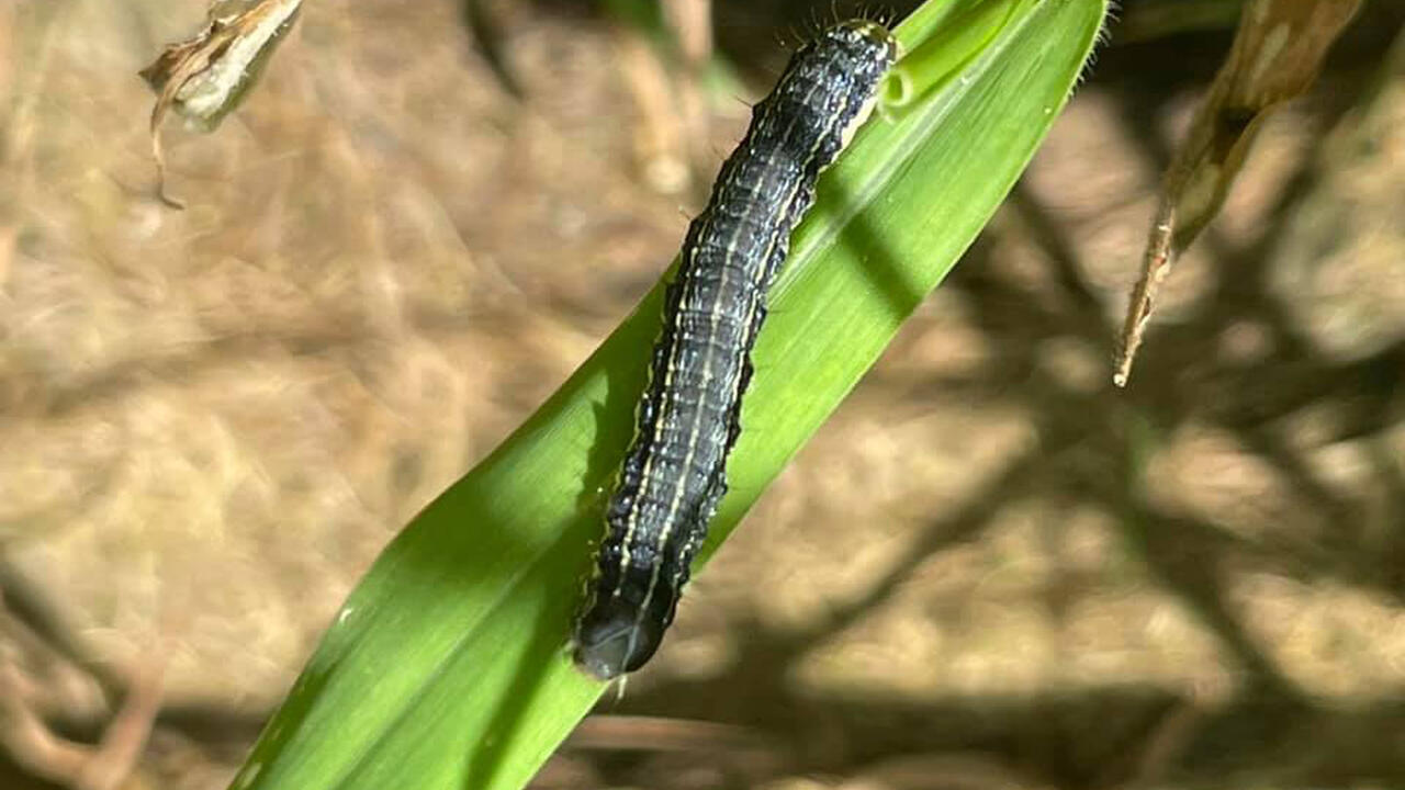 A single caterpillar rests on a blade of grass.