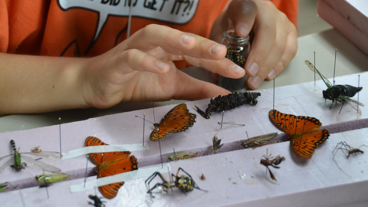 A closeup of an insect being applied to a display board.