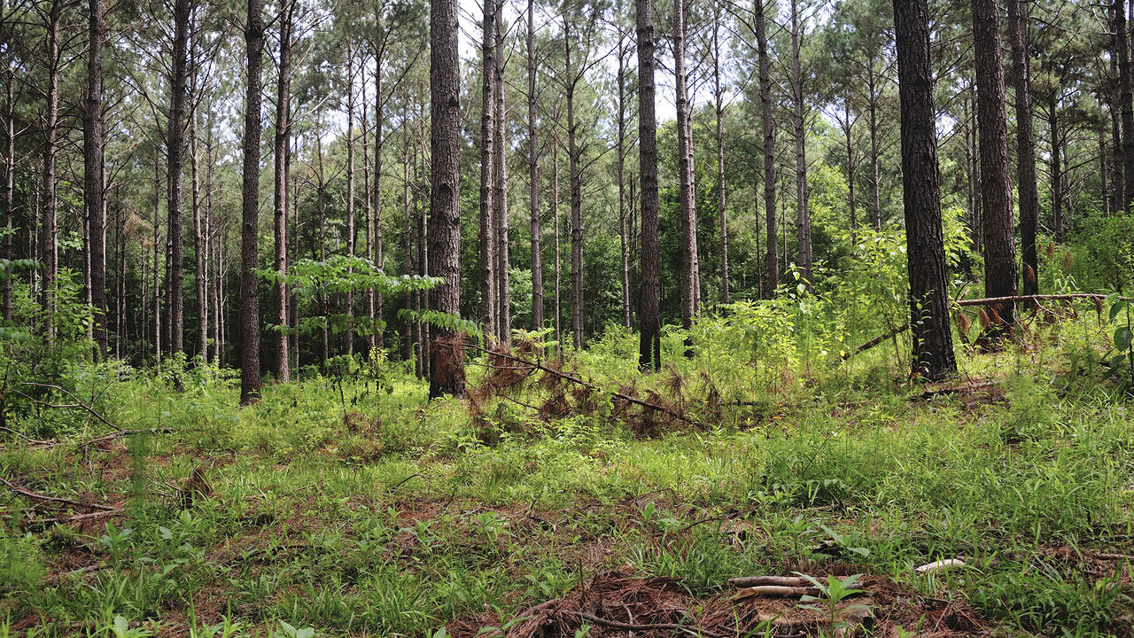 Pine trees grow in the forest.