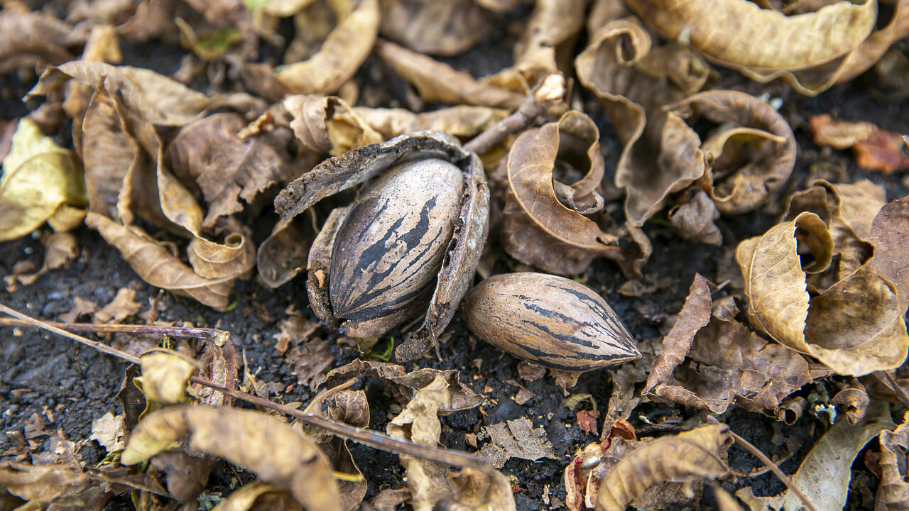 Pecans