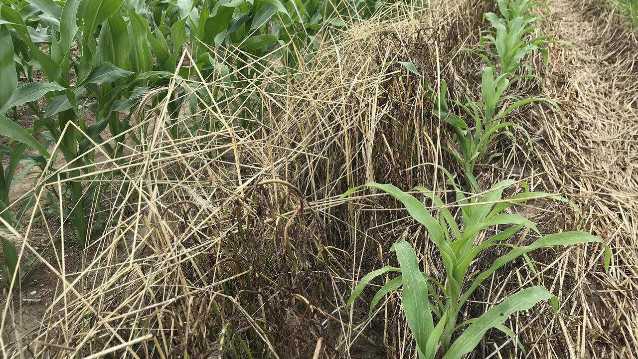 Small corn plants grow in a row among dead grasses.