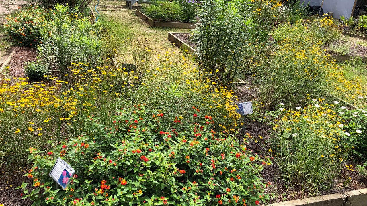 A flower garden with raised beds.