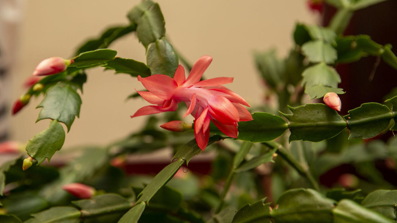 Pink holiday cactus