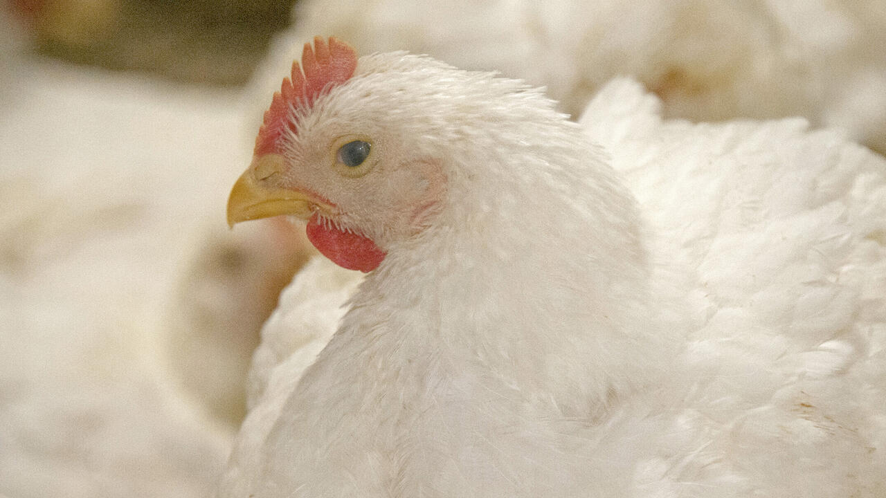 A chicken.