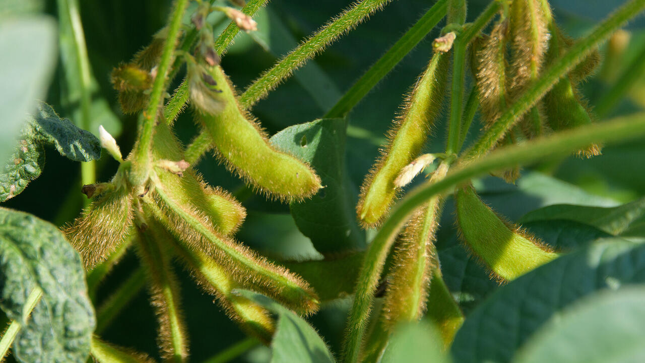 Soybeans in a field.