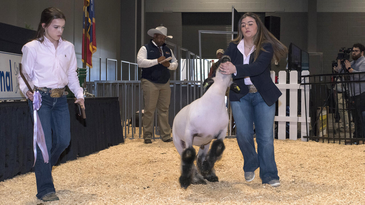 Two young women display a lamb in a show ring.