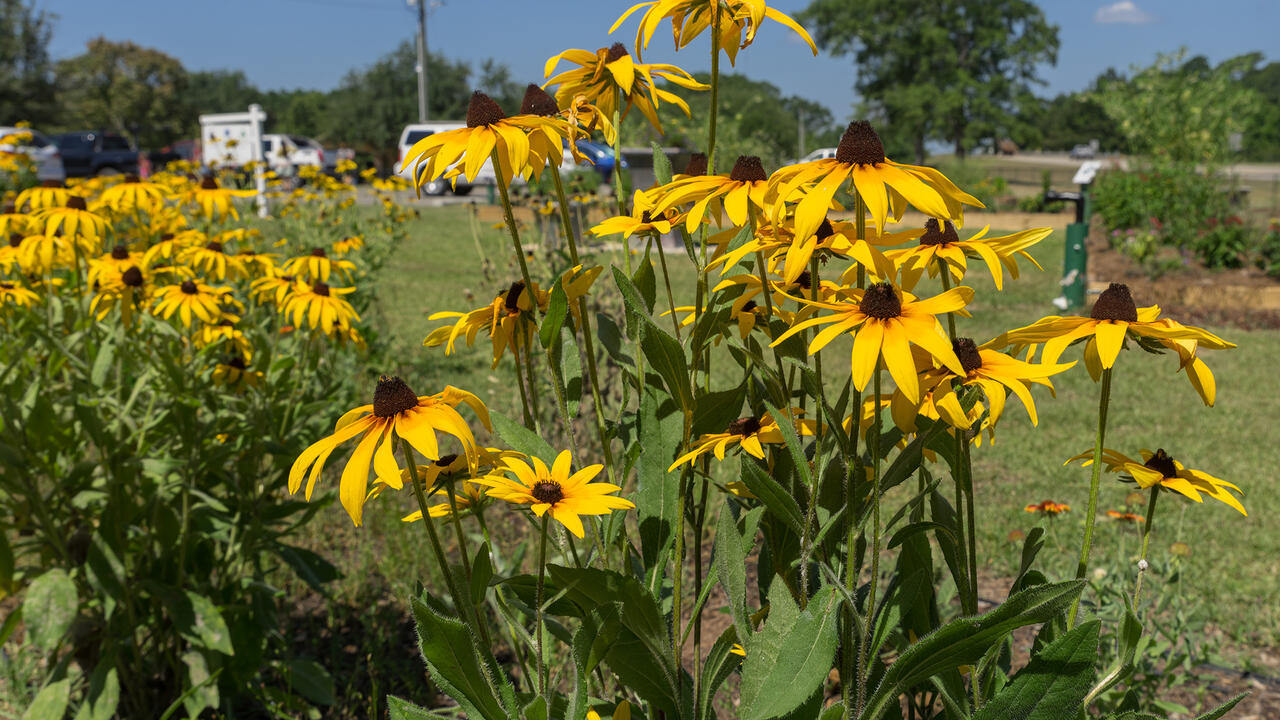Close up of black-eyed Susans